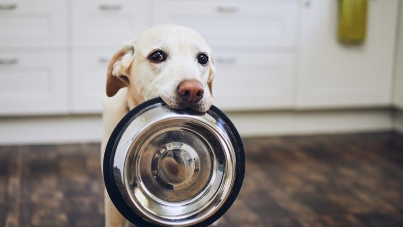 Dieta psa: jak wybrać właściwą karmę?