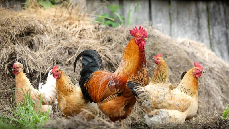 Jak hodować kury by mieć smaczne jajka?