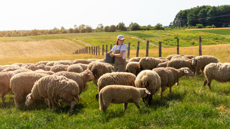 Kompletny poradnik dla początkujących hodowców owiec: od wyboru rasy do opieki nad stadem